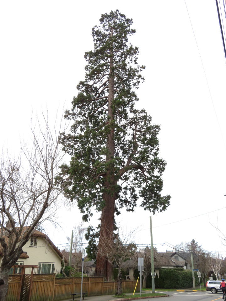 Photo of a very tall
                                          giant sequoia on a street
                                          corner in Victoria