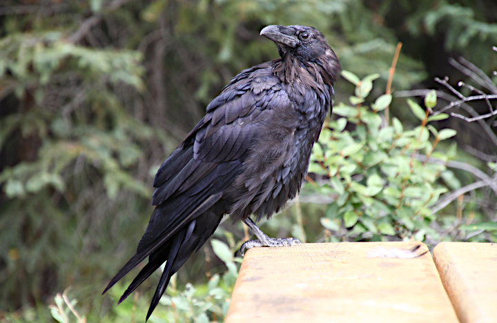 Photo of a raven perched
                                          on a table