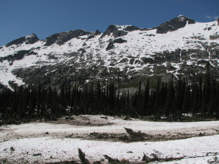 Photo of alpine water
                                          vole habitat in early summer