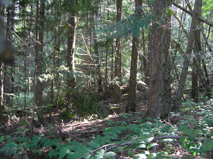 Photo of a a very untidy
                                          forest with trees of all
                                          sizes