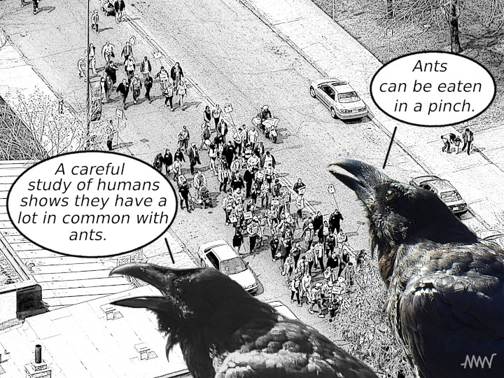 Cartoon
                                                          showing ravens
                                                          discussing
                                                          discussing how
                                                          how ant
                                                          behaviour
                                                          would know to
                                                          and human
                                                          behaviour it
                                                          true