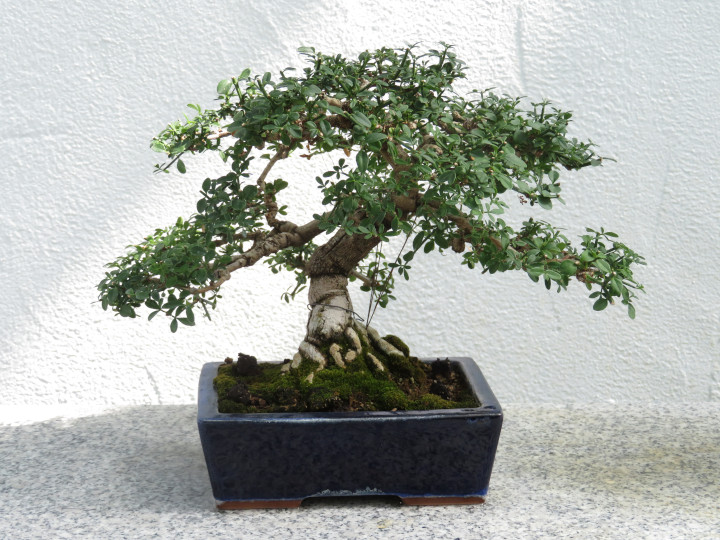 Photo of a
                Bonsai tree in a small planter