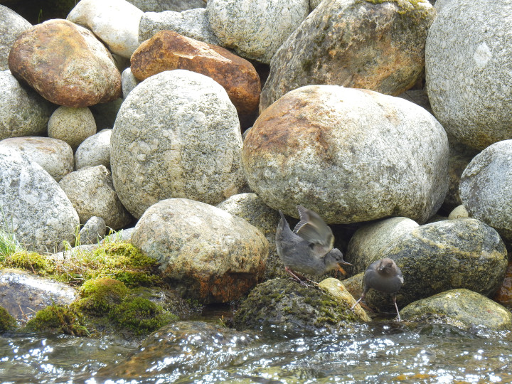 Photo of
              boulders with water rushing past and an immature Dipper
              begging
