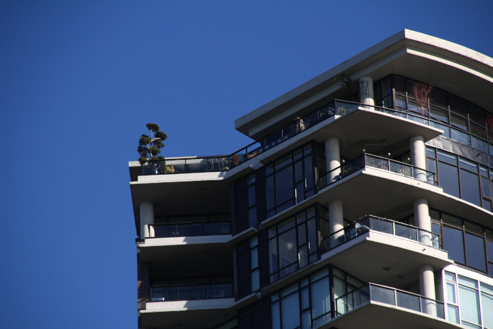 Photo of
                of a high-rise condo with a tree growing on top