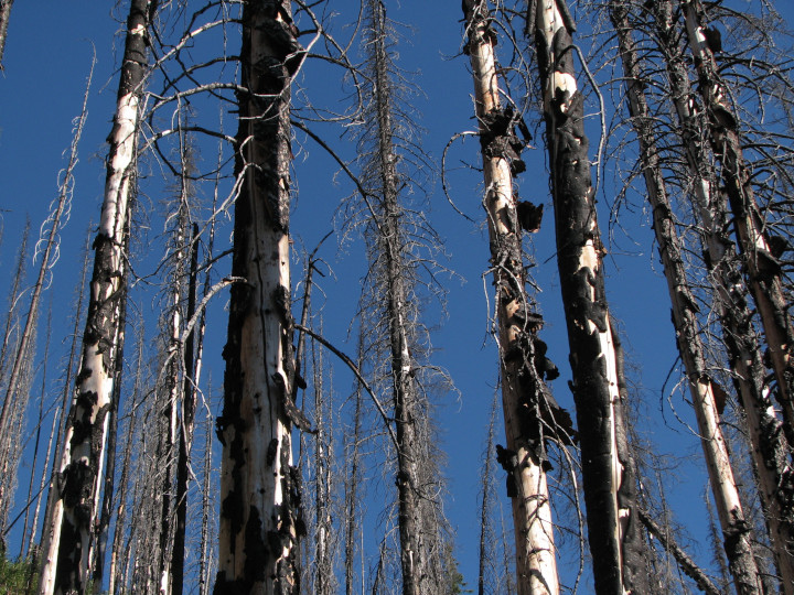 Photo of
              trees (part of a forest) left after a fire