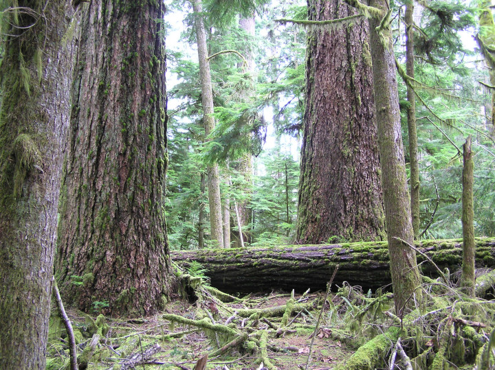 Photo of
                    a fallen tree in old growth forest