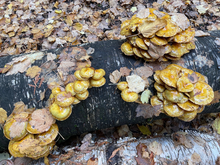 Photo of
                mushrooms clustered on a rotting log on the forest
                floor