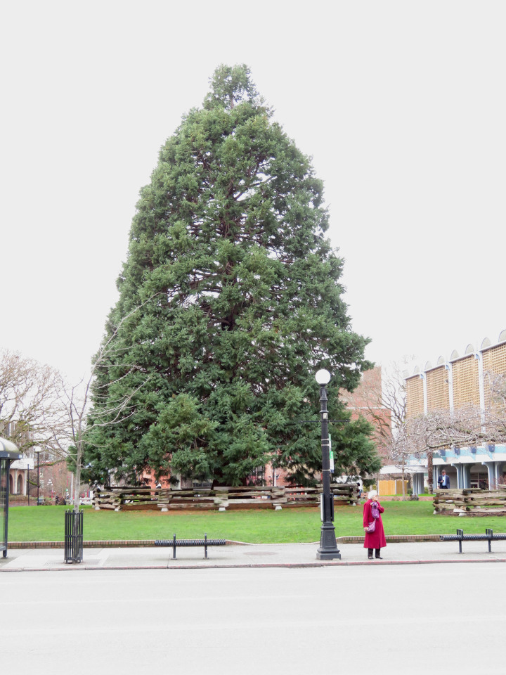Photo of
              a giant sequoia planted in the 1960s in Centennial Square
              in Victoria BC