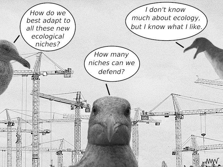 Cartoon
                                                          showing
                                                          seagulls
                                                          asking how
                                                          they can best
                                                          adapt to new
                                                          niches