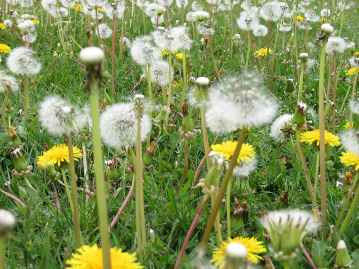 Photo of of
                a multitude of dandelions