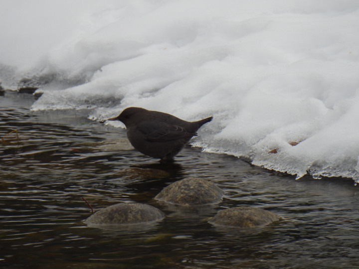 Photo of an
                American Dipper looking for benthic treats in an
                ice-lined creek
