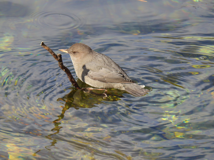 Photo of a
          perched suburban landscape with fields American Dipper