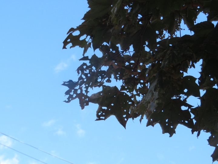 Photo of a
              city street tree with ragged leaves eaten by insect
              larvae