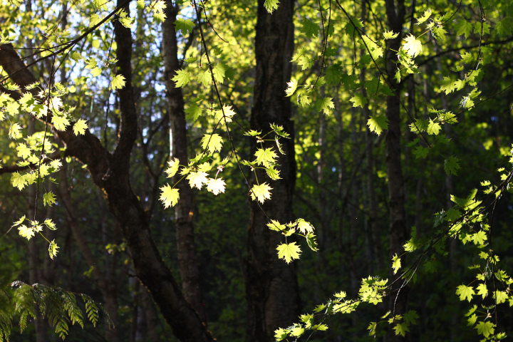 This
                  is not a forest