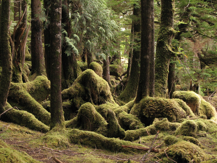 Photo of
                mossy forest that shows no evidence of purpose