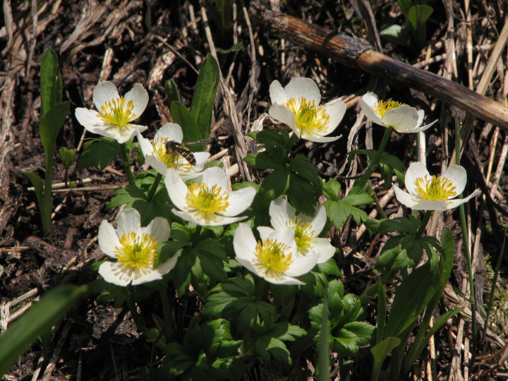Photo
                    of a group of yellow alpine anemone flowers and a
                    visiting hover fly