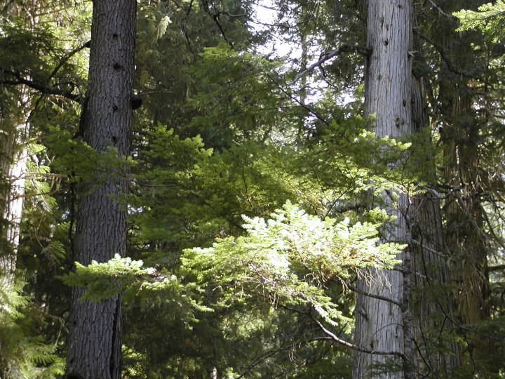 Photo of
                a natural clearing in a mayure forest