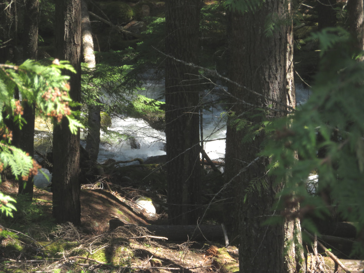 This is not a forest
