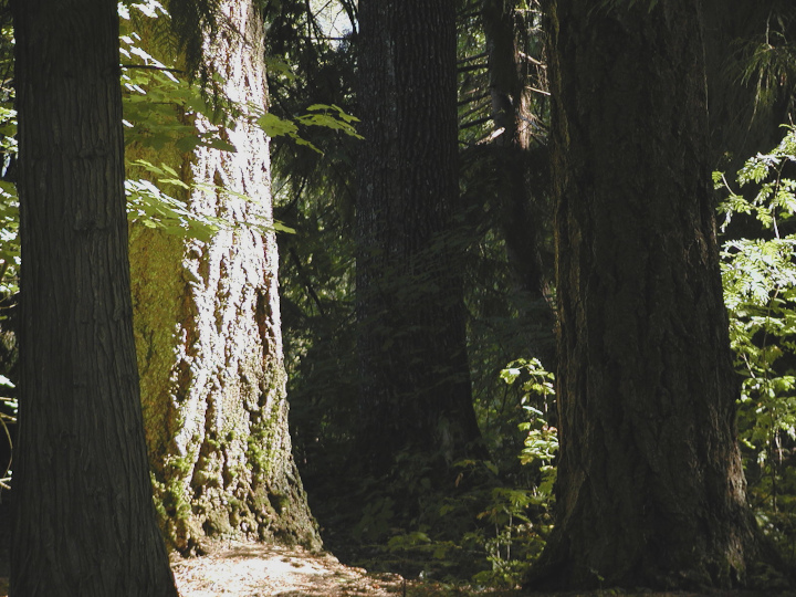 This
                is not a forest