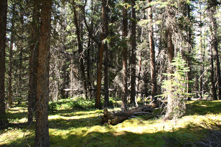 Photo of a non-artificial
                                          forest