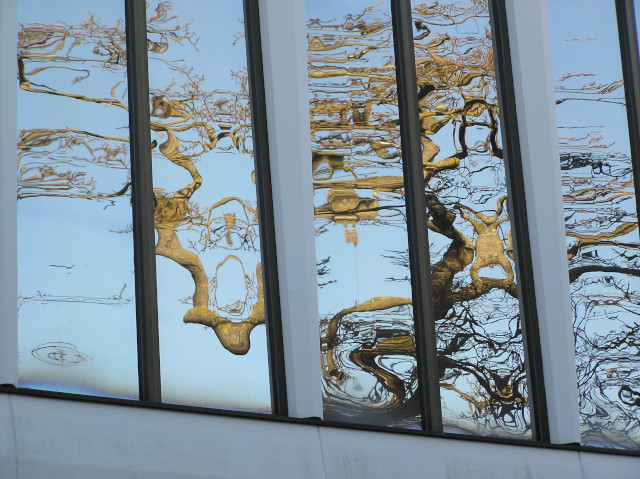 Nature
                  reflected unnaturally