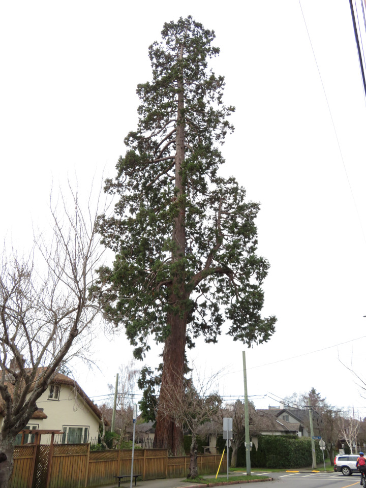 Photo of a very
          tall giant sequoia on a street corner in Victoria