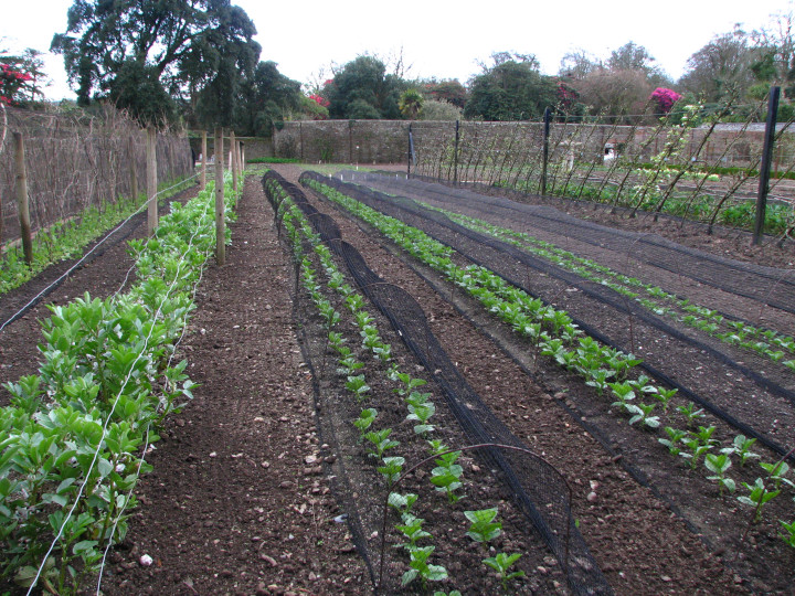 Photo of of a
                well-cultivated garden