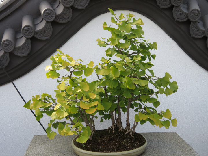 Photo of
              bonsai Ginkgo trees