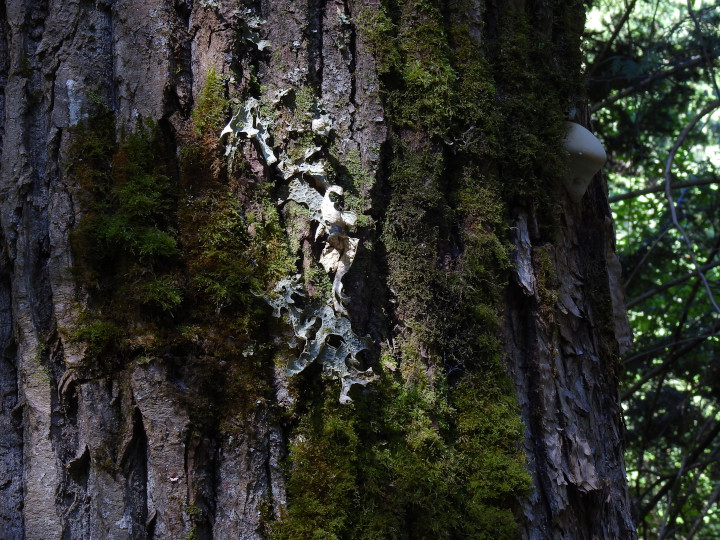 Photo of tree bark
                                          covered with moss and lichen