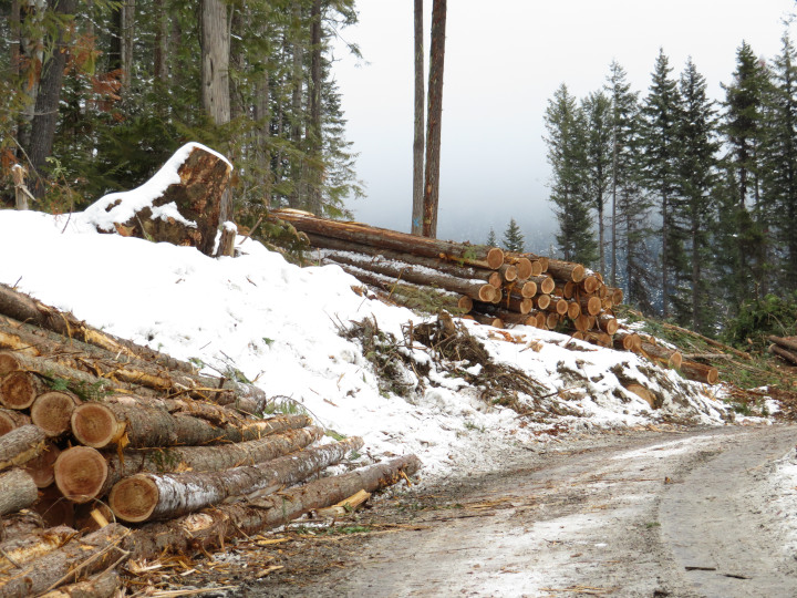 Photo of of a
                new logging operation