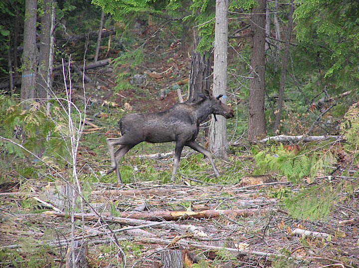 Photo
                    of a new cut block on a slope with a young moose
                    wandering qalong the edge of a skid trail