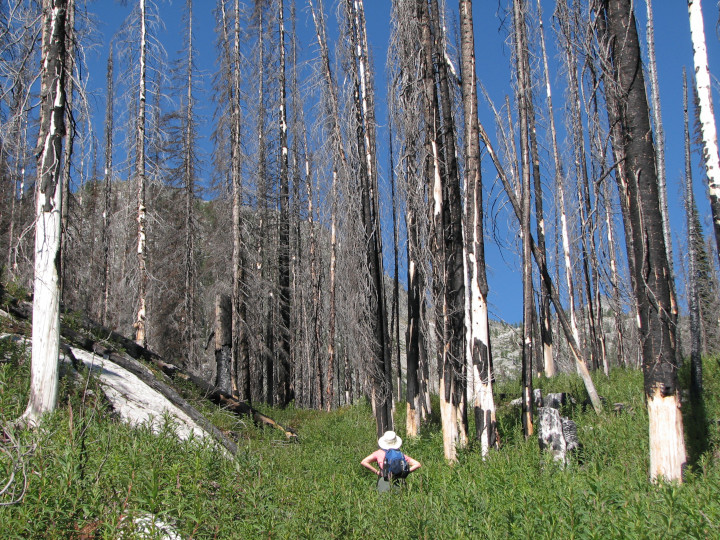 Photo of
                forest several years after wildfire