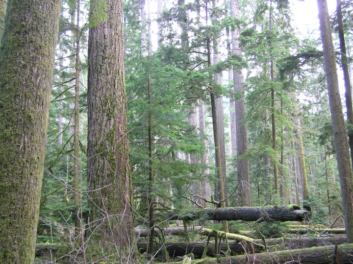 Photo of
                    fallen trees in old growth forest