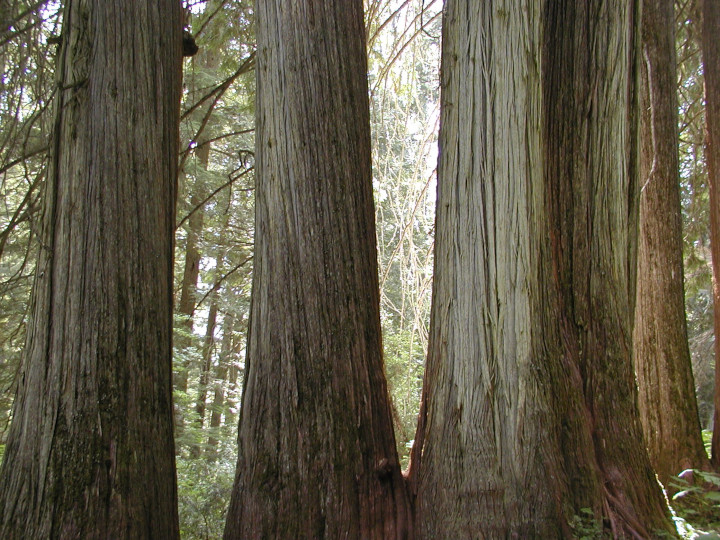 Photo of Old
              growth Redcedar trees