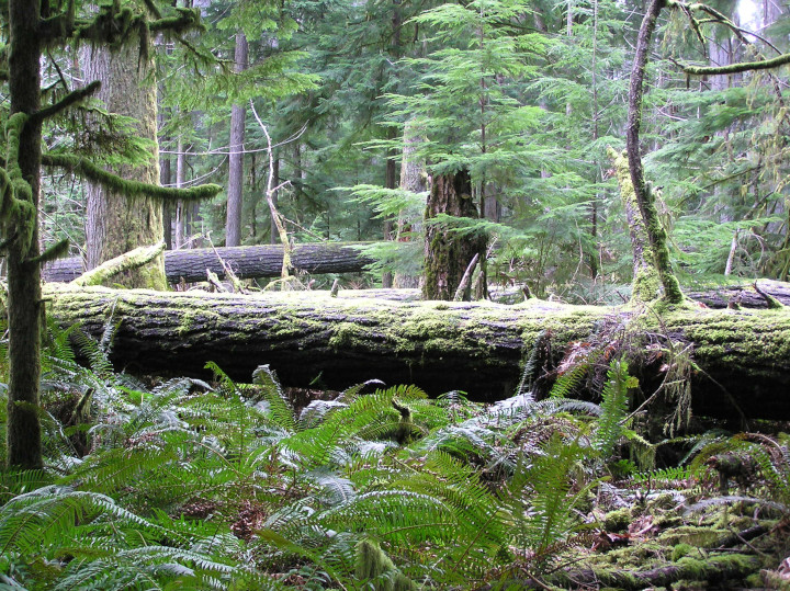Photo of a
              blown down tree in an old growth forest