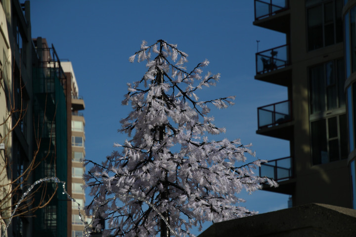 Photo of
                of a high-rise apartment building with a plastic tree
                erected outside