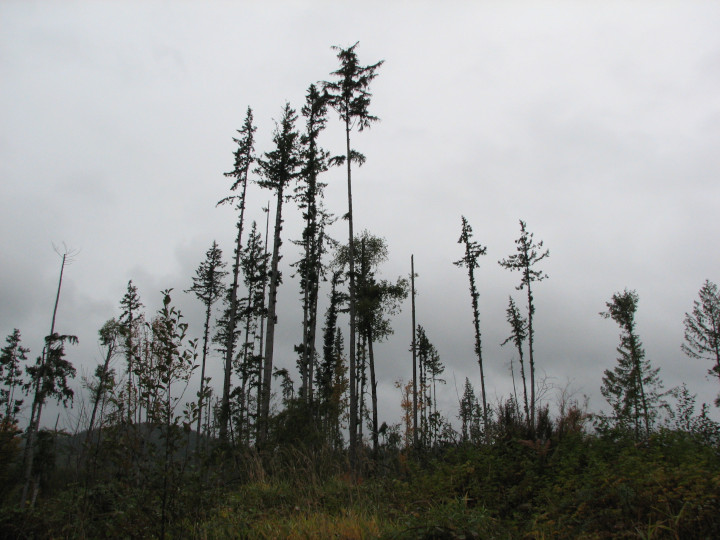 Photo of a forest
          recently cut with a few trees left standing