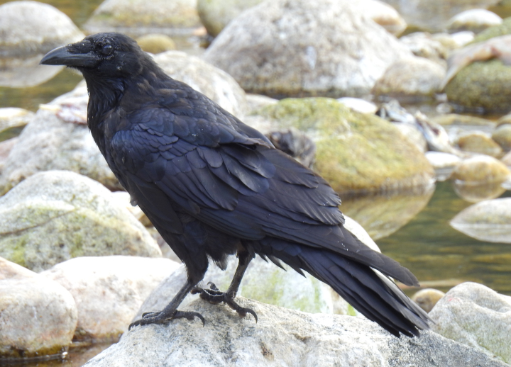 Photo of a raven
          suburban landscape with fields on a rock in a river