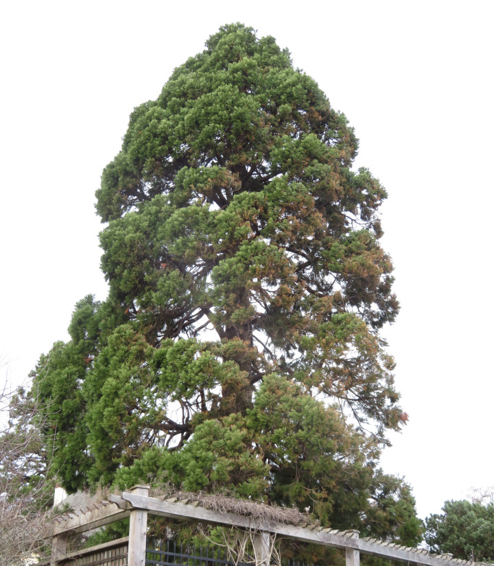 Photo
                    of a giant sequoia towering over a city house