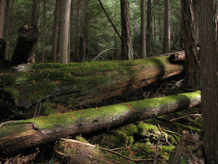 Photo of
                mossy topiary with shrubbery clipped shaded forest stand
                where slime molds might be found