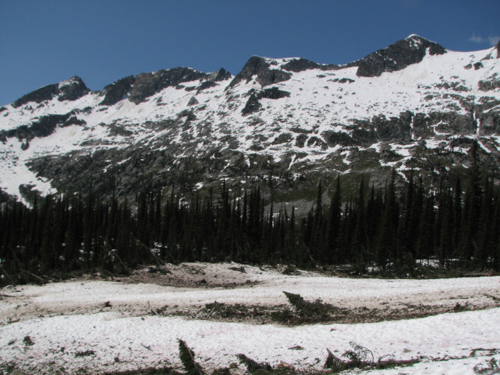 Photo of
          alpine water vole habitat in early summer