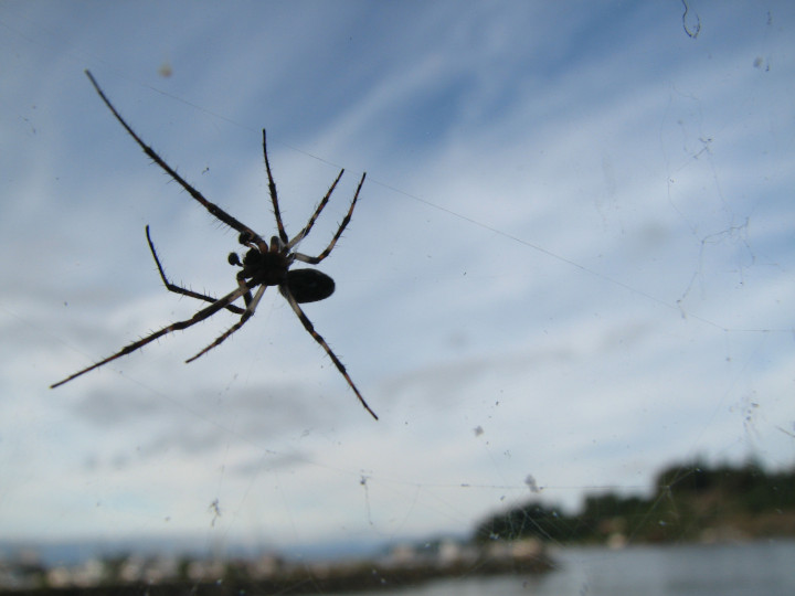 Photo of of a
                spider in a web outside a window