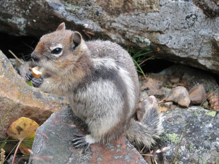 Photo of a
              ground squirrel in the Rocky Mountains eating an almond
