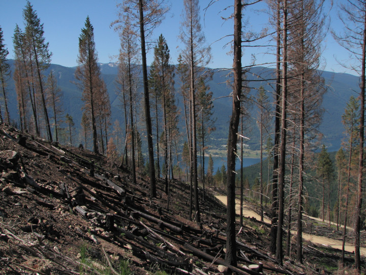 Photo of a
                    broadcast burn on a slope used to tidy downed wood
                    before a plantation