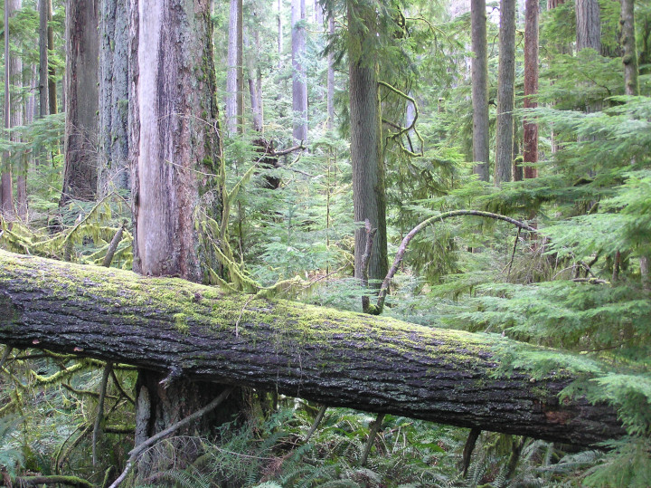 Photo of a
          forest with a large windfallen tree trunk