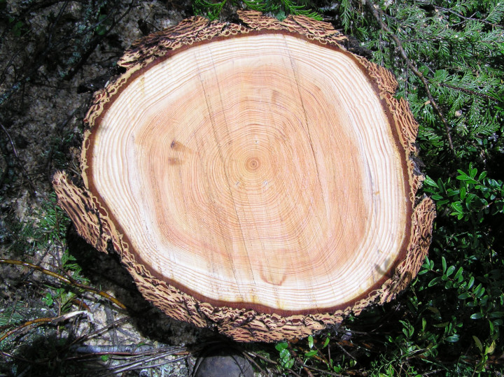 Photo of a cut
              forest with trees of all tree stump