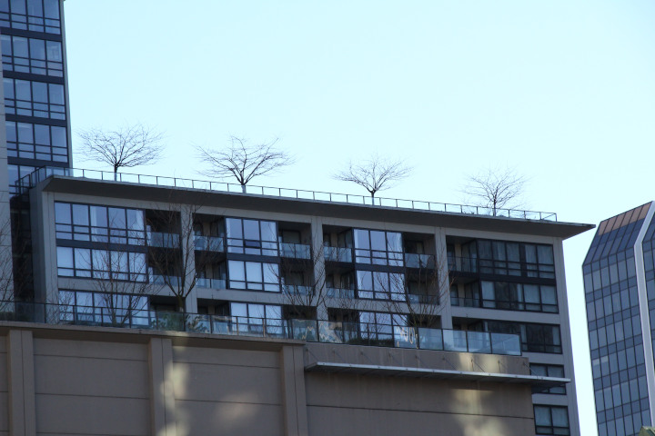 Photo of
                high-rise apartment buildings with lines of trees on
                top