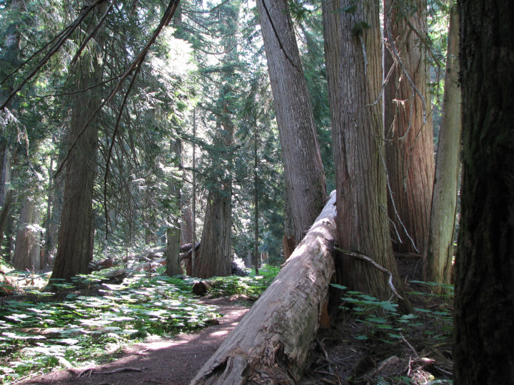 Photo of a
                natural clearing in a mature forest
