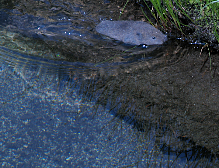 Photo of an alpine
          water vole swimming