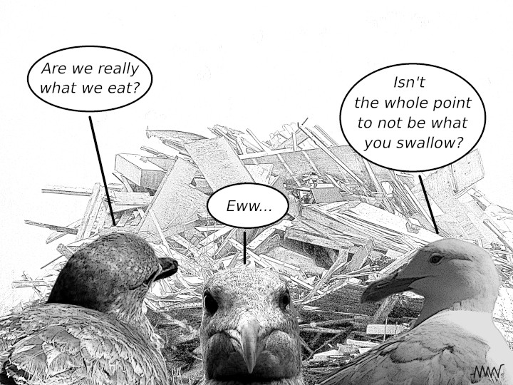 Cartoon
                                                          showing
                                                          seagulls
                                                          asking whether
                                                          they can best
                                                          they are what
                                                          they eat